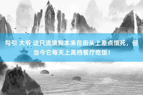 勾引 大爷 这只流浪狗本来在街头上差点饿死，但当今它每天上高档餐厅吃饭！