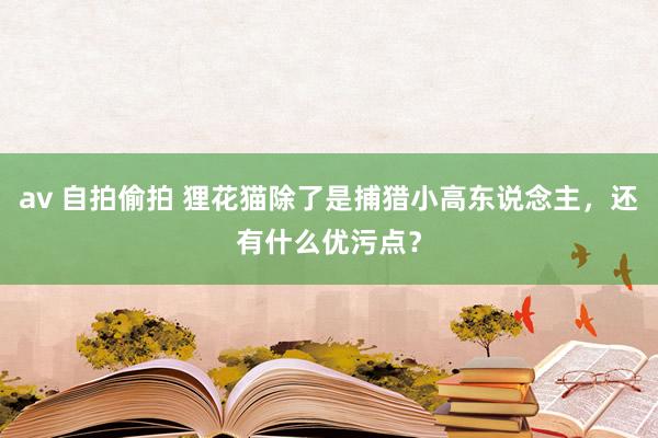 av 自拍偷拍 狸花猫除了是捕猎小高东说念主，还有什么优污点？